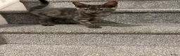Mixed Breed cats for sale: 3 kittens one born in march other born in April  - Advert 2