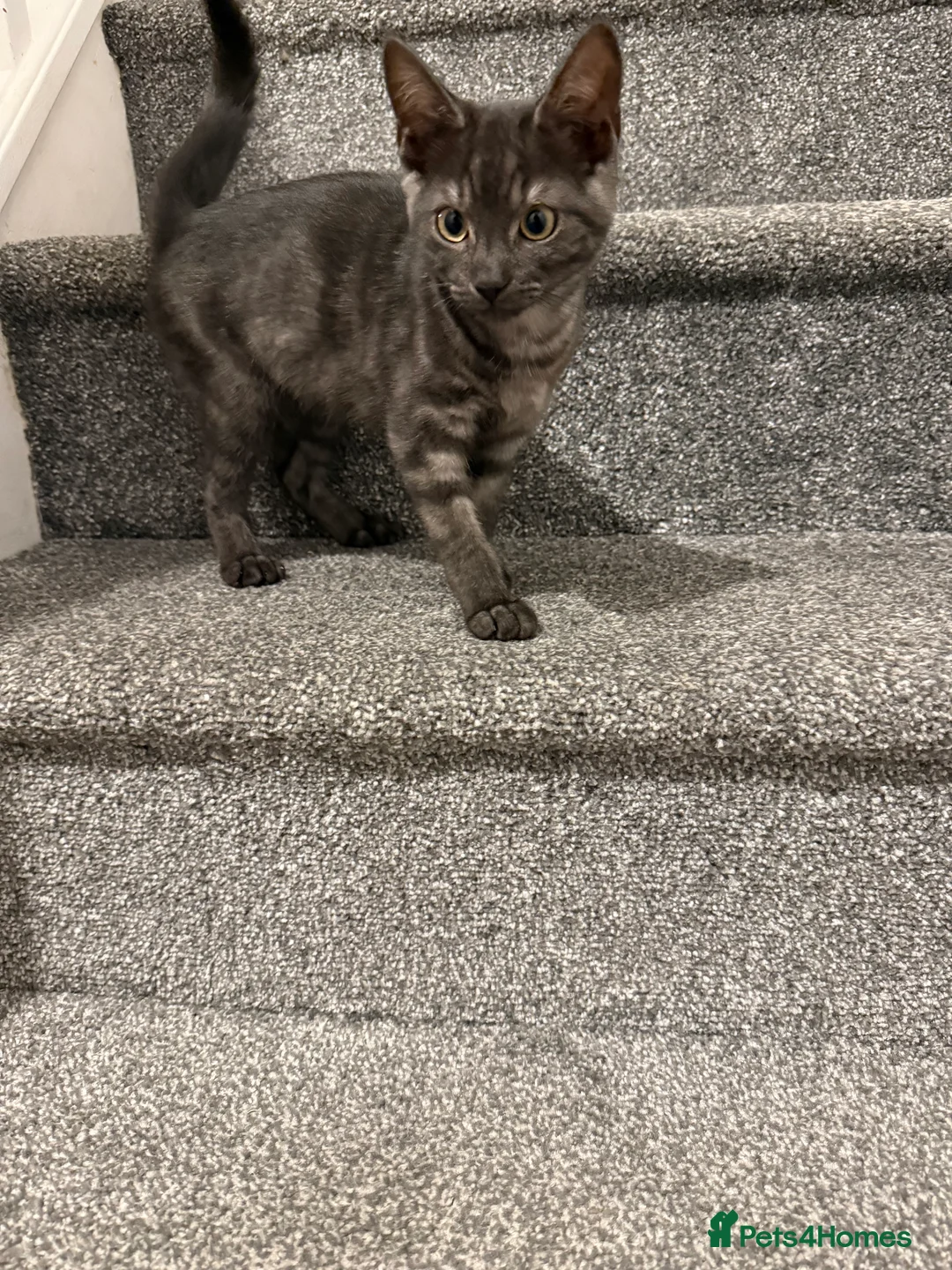 Mixed Breed cats for sale: 3 kittens one born in march other born in April  - Advert 2