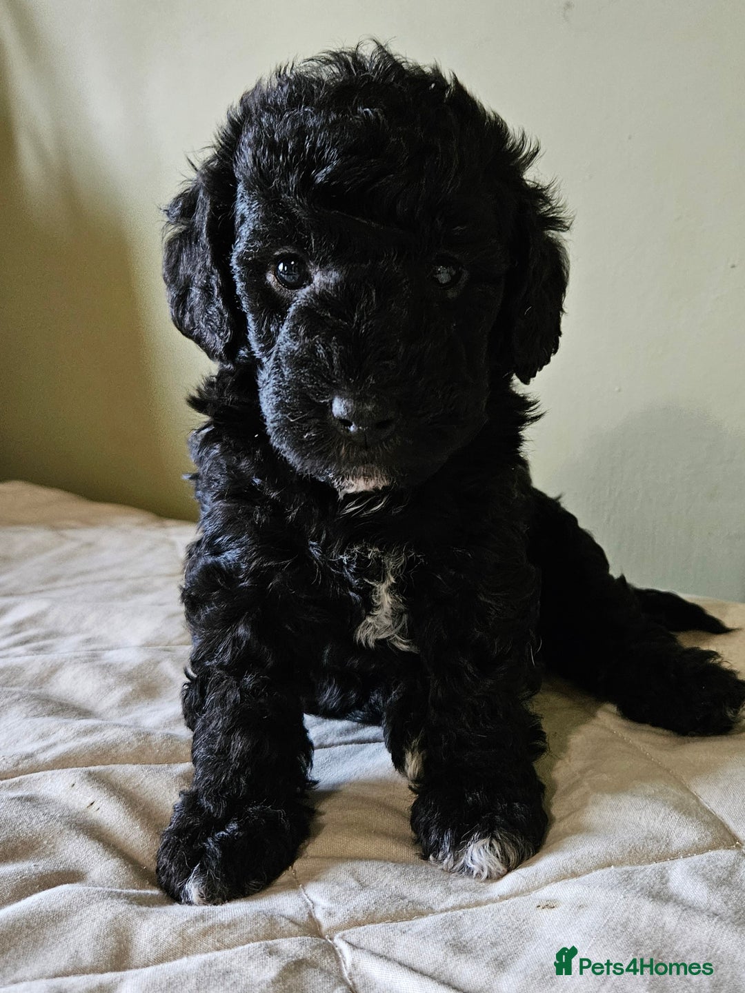 Bedlington Terrier dogs for sale: Bedlington Terrier x Minature Poodle - Image 8