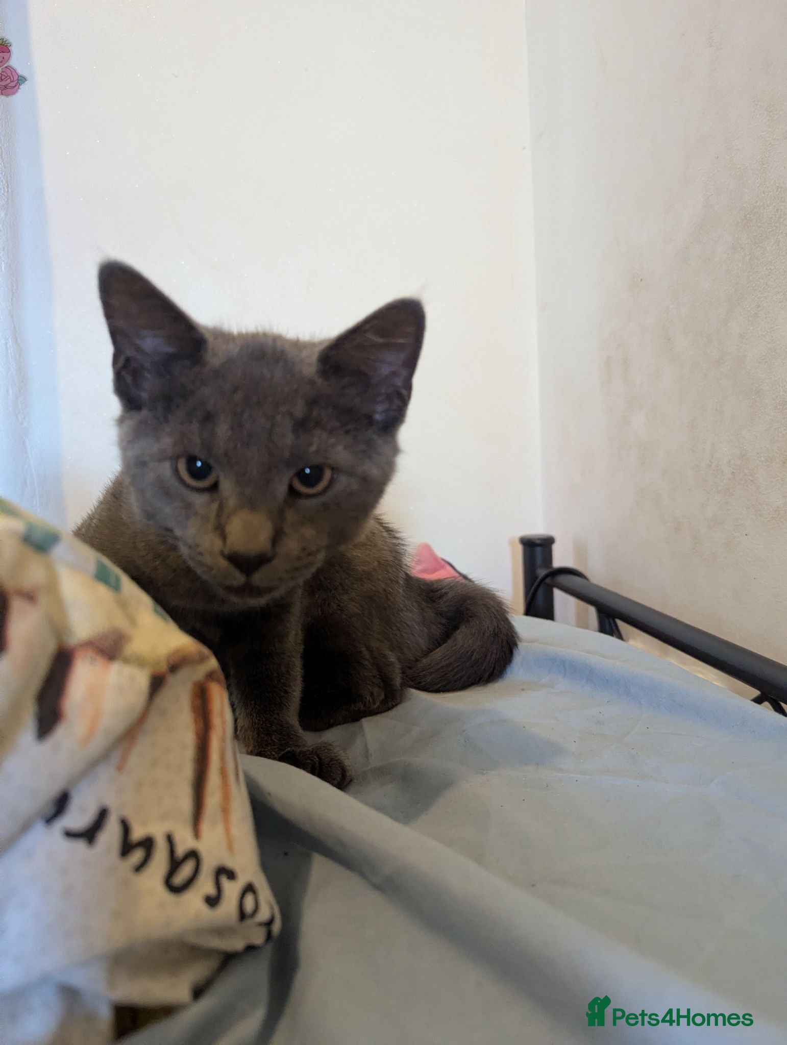 Mixed Breed cats Male cat for sale  - Advert 9