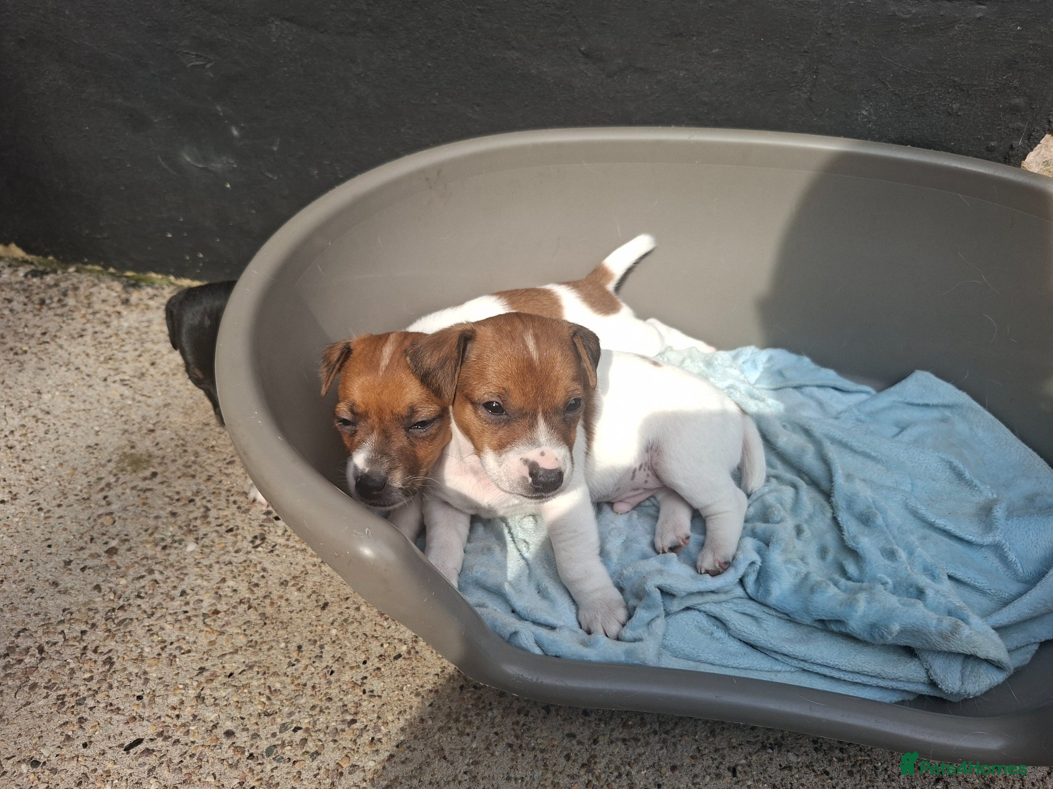 Jack Russell dogs for sale: Jack Russell pups for sale  - Advert 1