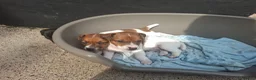 Jack Russell dogs for sale: Jack Russell pups for sale  in Bury - Advert 1