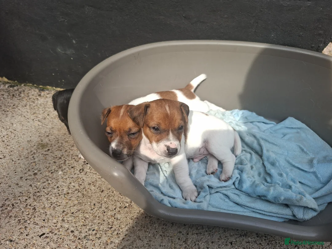 Jack Russell dogs for sale: Jack Russell pups for sale  in Bury - Advert 1