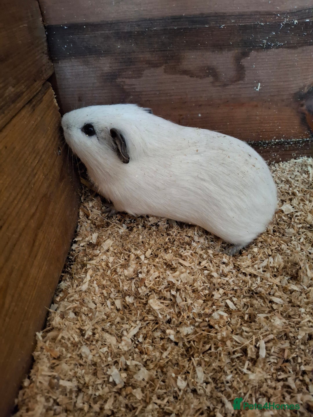 Guinea Pig rodents for sale:  *** still available 30/9 **Cute guinea pig boys - Advert 2