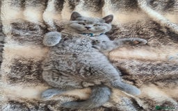 British Shorthair cats for sale: Both parents pedigrees- Dad 5x 🏆 3 boys 1 girl  - Image 17