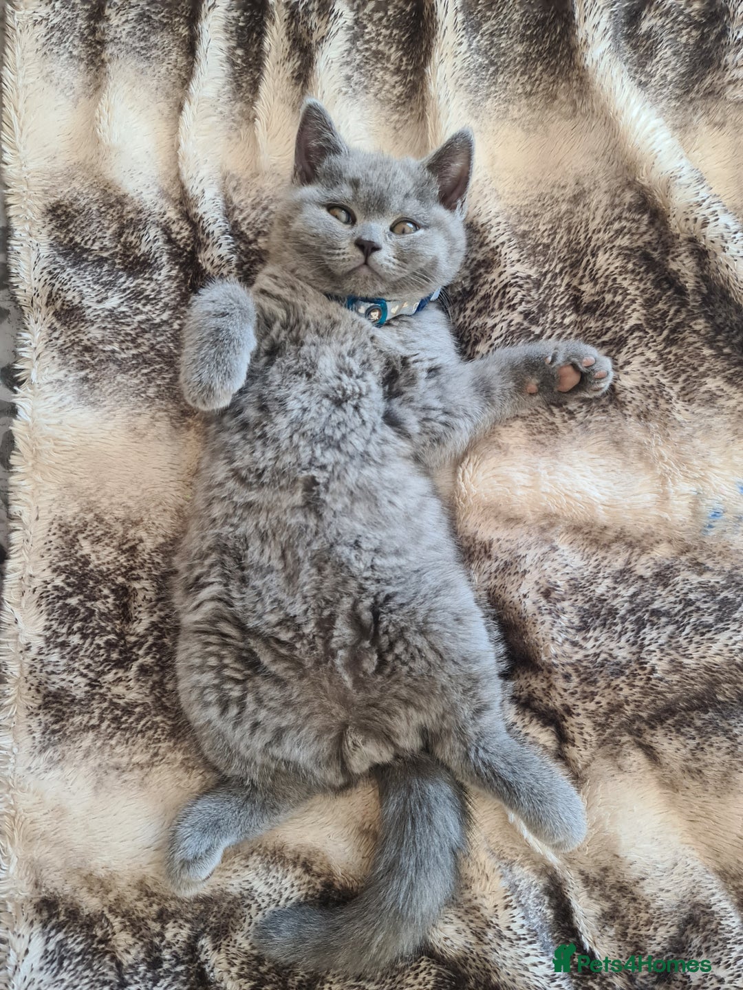British Shorthair cats for sale: Both parents pedigrees- Dad 5x 🏆 3 boys 1 girl  - Image 17