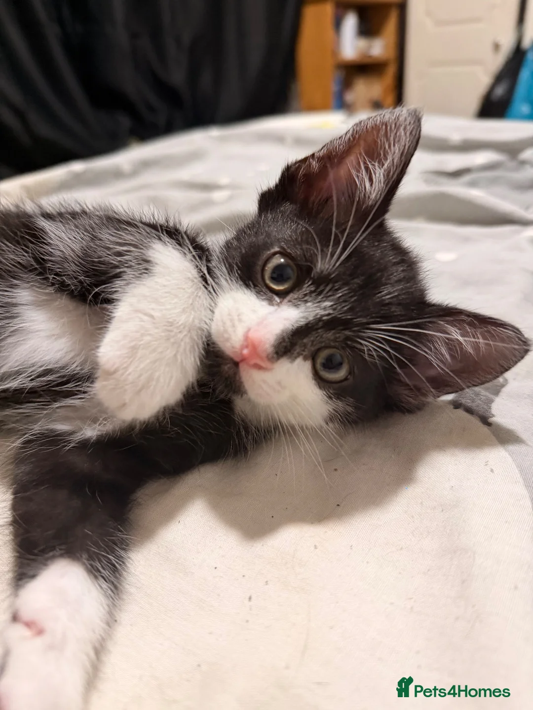 Mixed Breed cats for sale: Beautiful, bouncy kittens in Benfleet - Advert 4