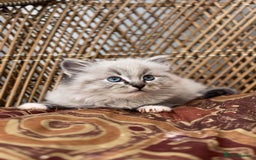 Ragdoll cats for sale: 🌟TICA🌟Champion Ragdoll🏆🏆🏆 - Image 3