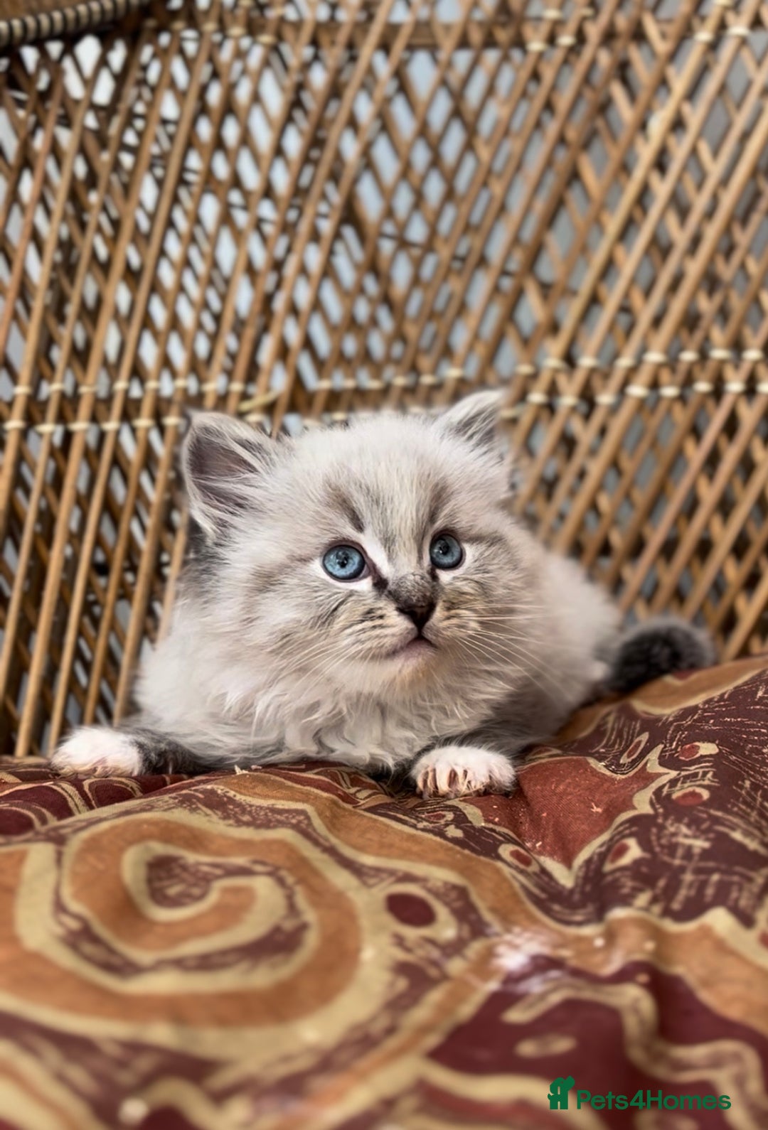 Ragdoll cats for sale: 🌟TICA🌟Champion Ragdoll🏆🏆🏆 - Image 3