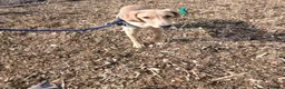 Labrador Retriever dogs for sale: Beautiful lab - Advert 1