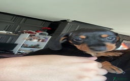 Miniature Dachshund dogs for sale: Black and Tan girl miniature dachshund  - Advert 7