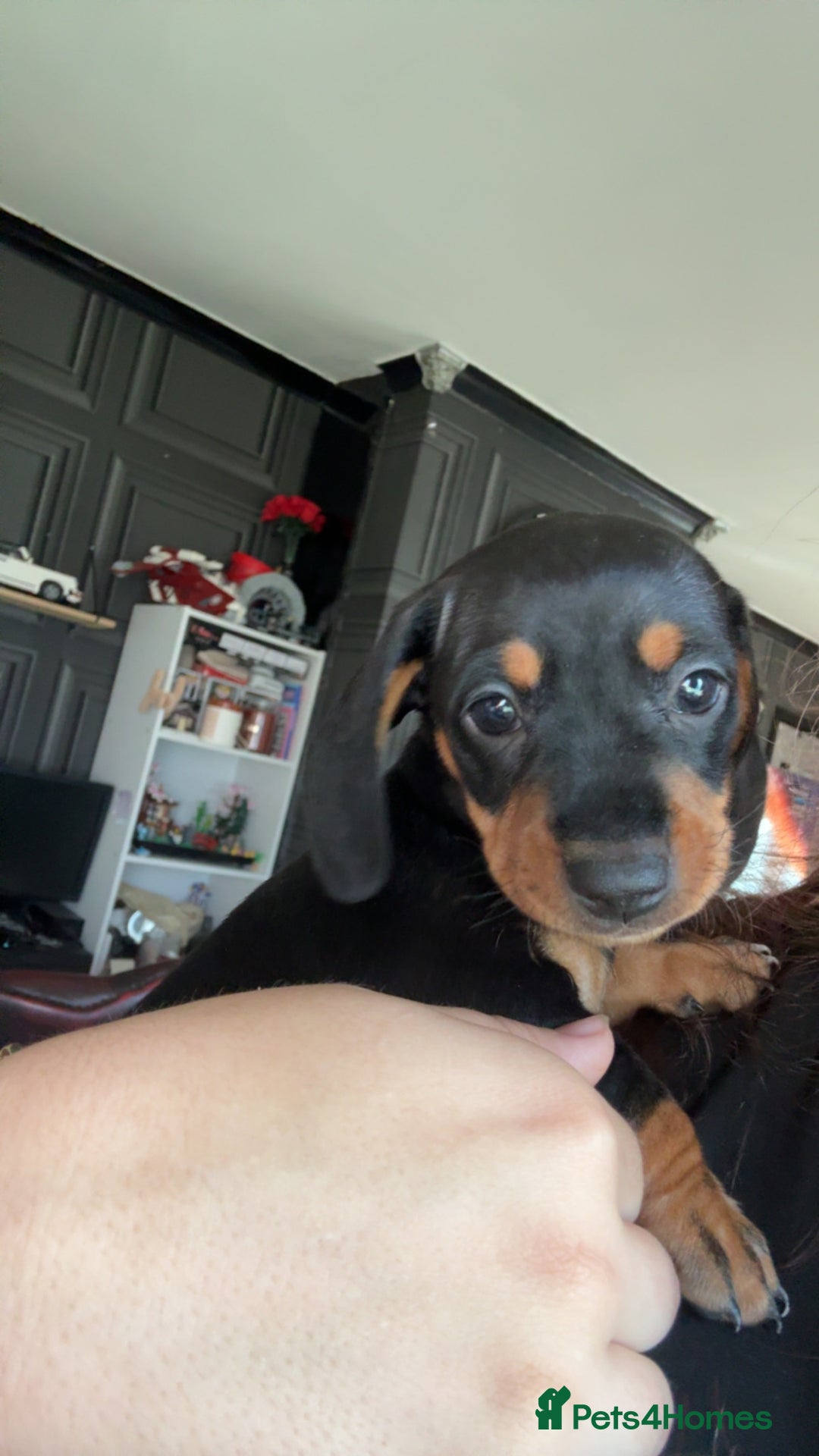 Miniature Dachshund dogs for sale: Black and Tan girl miniature dachshund  - Advert 7