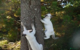 Siamese cats for sale: Siamese Kittens - Image 19