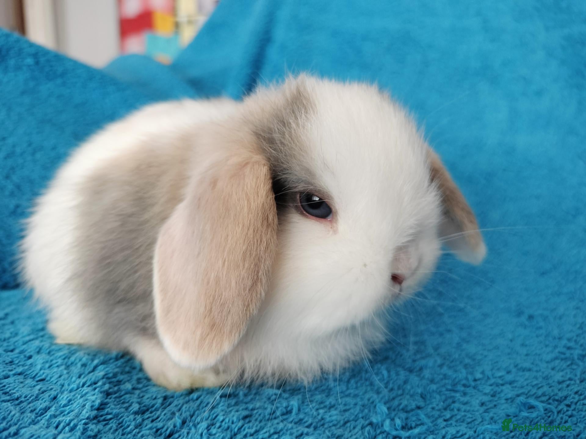 Mini Lop rabbits Baby mini lops for sale  - Advert 10