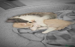 Mixed Breed cats for sale: 2 Long Hair Kittens Ready For Their Forever Homes - Image 5