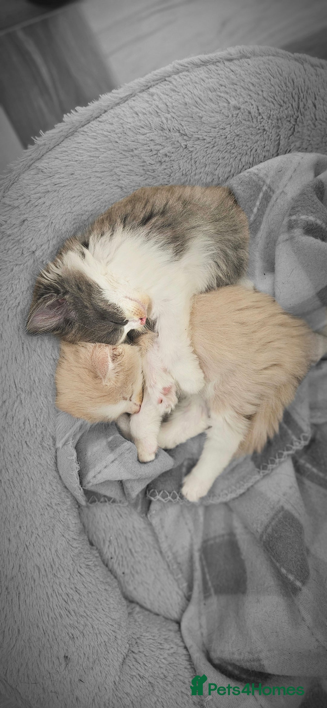 Mixed Breed cats for sale: 2 Long Hair Kittens Ready For Their Forever Homes - Image 5