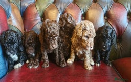 Cavapoo dogs for sale: Gorgeous f1bb Multicolour Cavapoo pups - Image 3