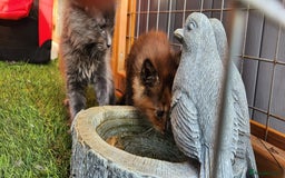 Maine Coon cats for sale: Big maine coon kittens  - Image 21