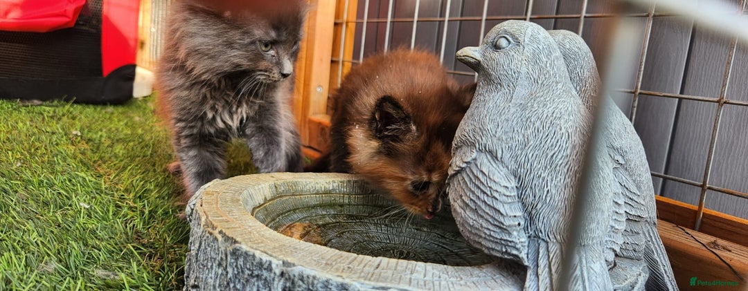 Maine Coon cats for sale: Big maine coon kittens  - Image 21