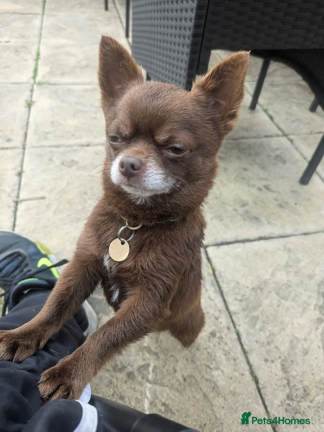 Chihuahua dogs for stud: FREDERICK VON LOVEHUNTER KC Champion heritage Stud in Chorley - Advert 14