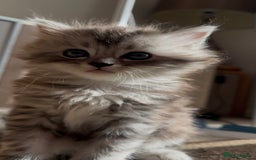 Persian cats for sale: ALL SOLD! PERSIAN-RAGDOLL KITTENS - Image 25