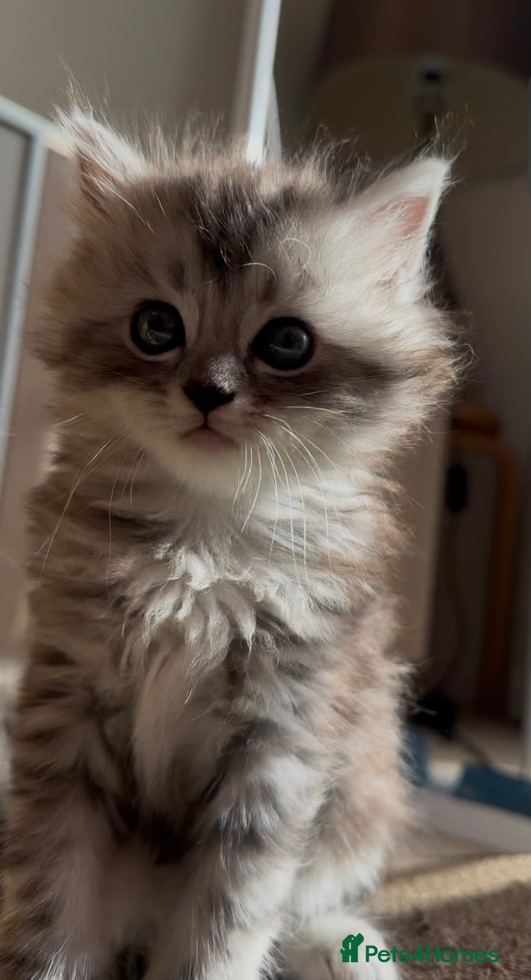 Persian cats for sale: ALL SOLD! PERSIAN-RAGDOLL KITTENS - Image 25