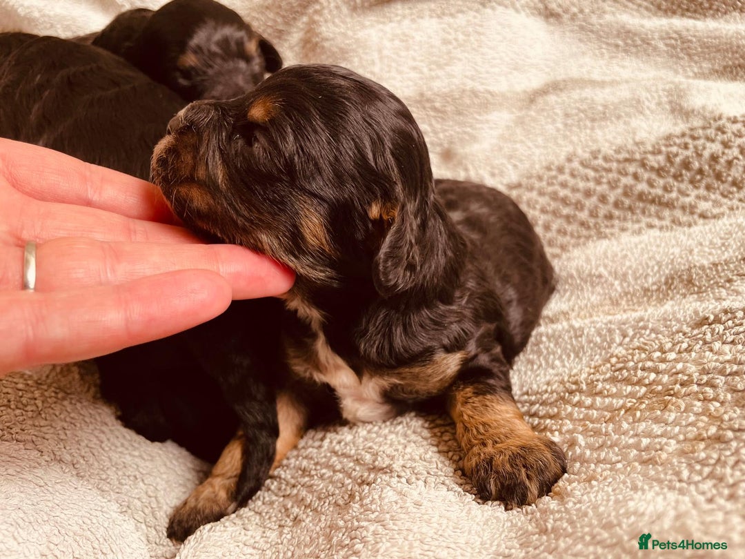 Cavapoo dogs for sale: Beautiful cavapoos  - Image 6