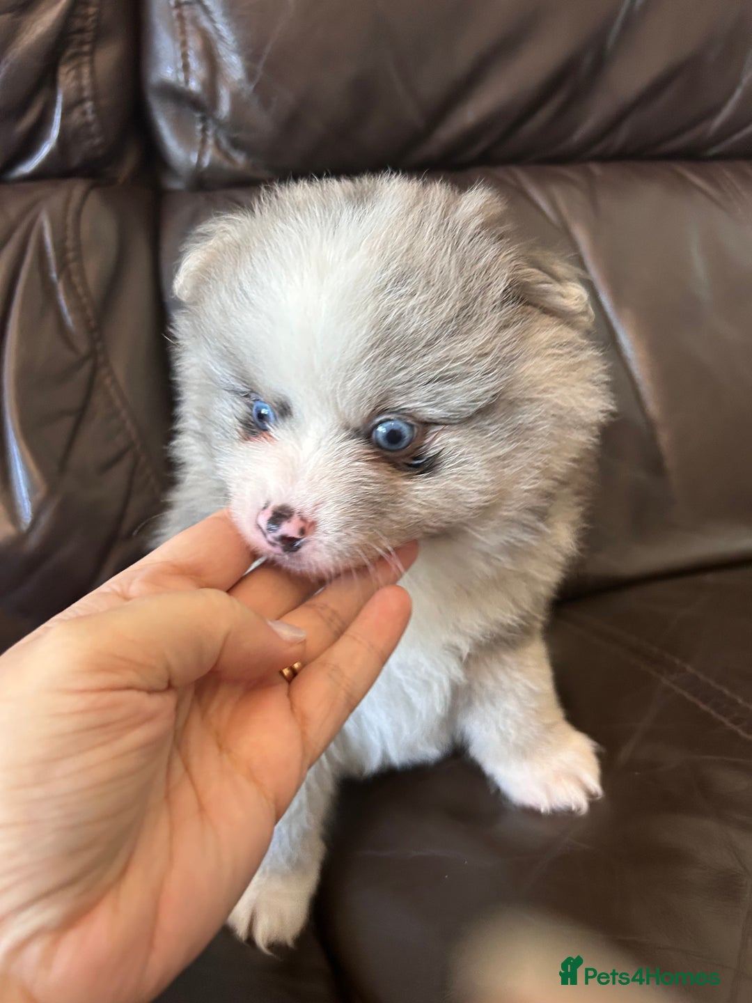 Pomeranian dogs for sale: Pomeranians - ONLY BLACK BOY LEFT - Advert 17