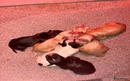 Cocker Spaniel dogs for sale: KC FTCH working cocker spaniel puppy’s  - Image 3