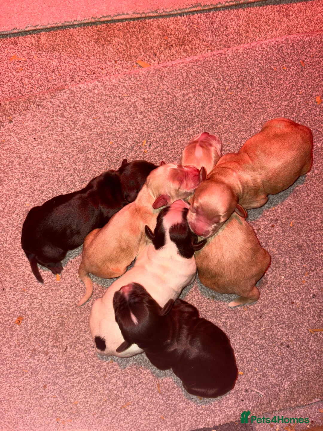 Cocker Spaniel dogs for sale: KC FTCH working cocker spaniel puppy’s  - Image 3
