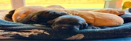 Labrador Retriever dogs for sale: Labrador Retriever, Red Fox, Black KC Registered - Advert 5