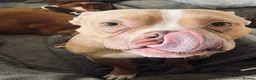 American Bulldog dogs for sale: 3 year old pocket bully - Advert 4