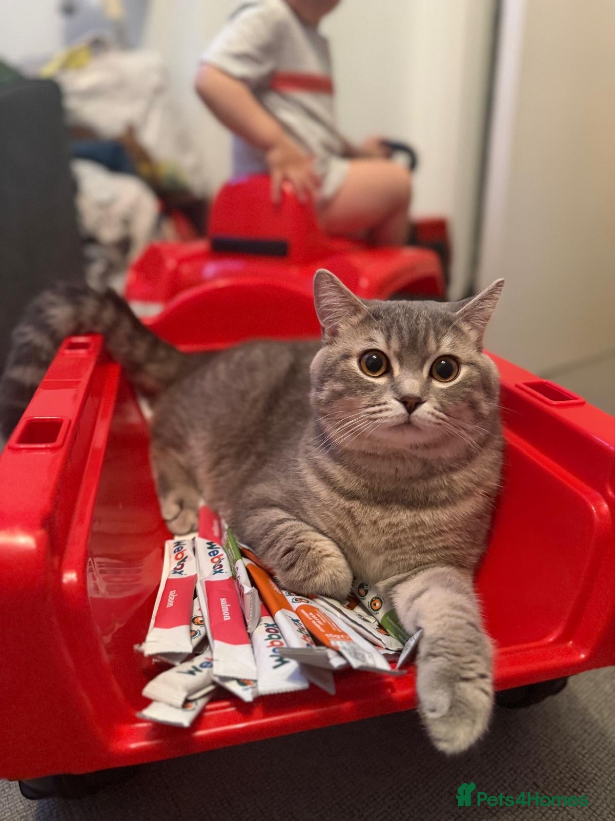 Scottish Fold cats Scottish Straight Stud - Tiger 🐾 - Advert 1
