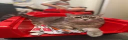 Scottish Fold cats for stud: Scottish Straight Stud - Tiger 🐾 - Advert 1