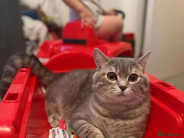 Scottish Fold cats for stud: Scottish Straight Stud - Tiger 🐾 - Advert 1