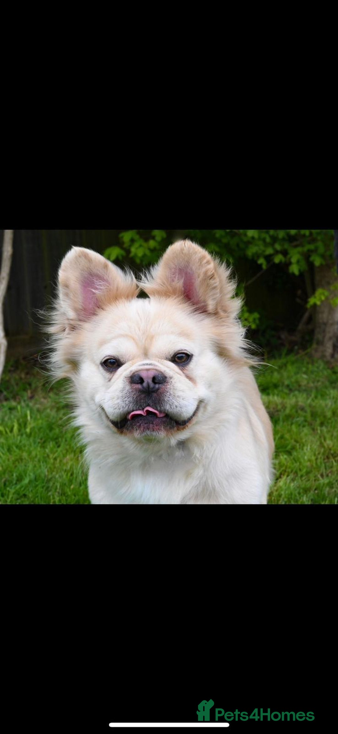 French Bulldog dogs for stud: French bulldog visual fluffy carrying pink  in Dagenham - Image 2