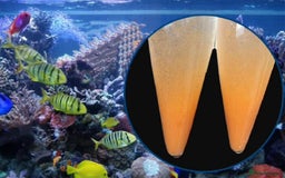 Bettas fish for sale: 425 gr Artemia Cysts Brine Shrimp Egg  - Image 4