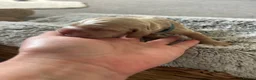 Cocker Spaniel dogs for sale: 🌟Rare Coloured Show-Type Cocker Spaniel Puppies🌟 in Rhyl - Advert 8