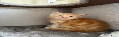 Maine Coon Kitten 2