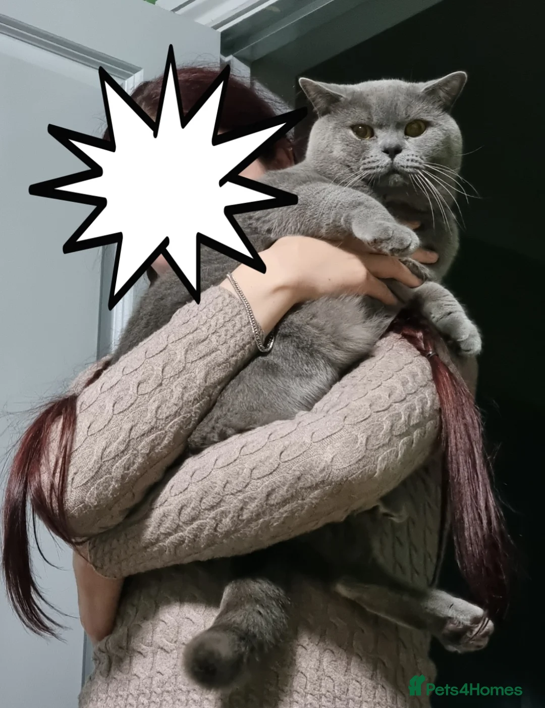 British Shorthair cats for stud: British Shorthair cat for stud  - Advert 2