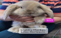 French Lop rabbits for sale: Pure Bred French Lop babies - Image 10