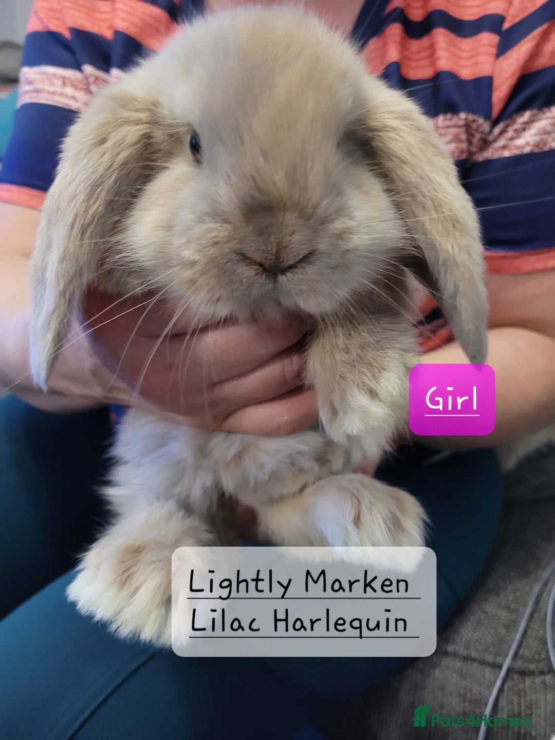 French Lop rabbits for sale: Pure Bred French Lop babies - Image 10