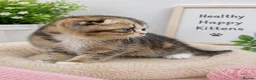 Scottish Fold cats for sale: 🥰Purebred Scottish fold looking for a home ❤️🐾 - Advert 7