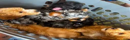 Cockapoo dogs for sale: Cockapoo in Southampton - Advert 11