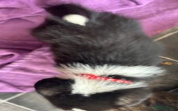 Welsh Corgi Pembroke dogs for sale: Champion Show quality stunning Corgi Puppies - Image 8