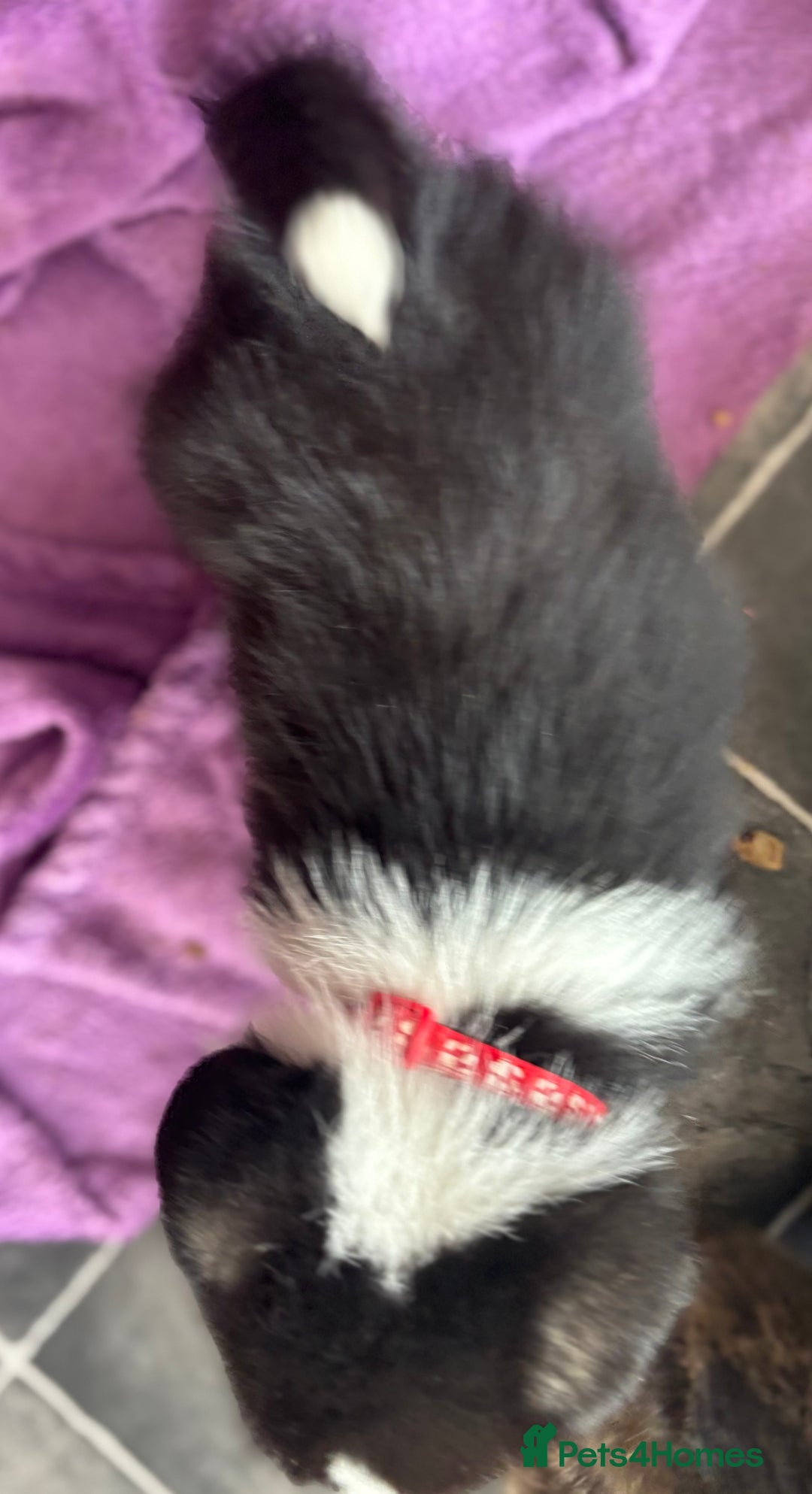 Welsh Corgi Pembroke dogs for sale: Champion Show quality stunning Corgi Puppies - Image 8