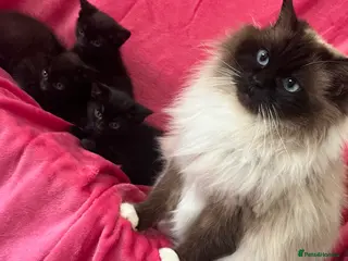 Mixed Breed cats Kittens ready to leave - Advert 8