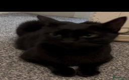 Bombay cats for sale: Female cat age 2  - Image 2