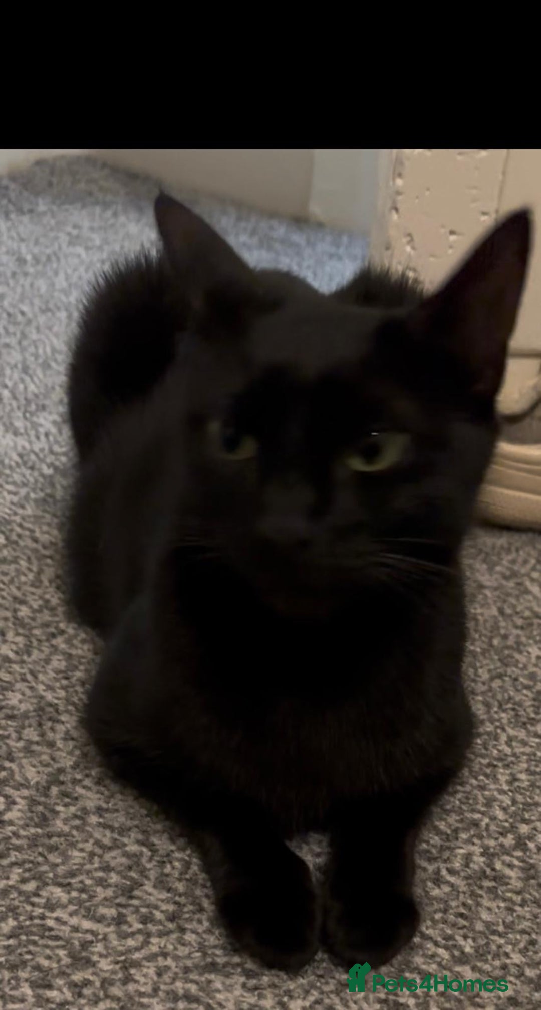 Bombay cats for sale: Female cat age 2  - Image 2