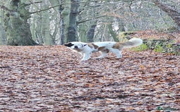 Saint Bernard dogs for sale: Saint burnard for sale  - Image 6